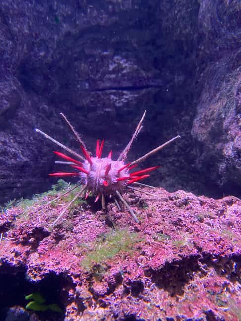 Underwater Paris: A Dreamy Dive into the Aquarium de Paris - FAQ