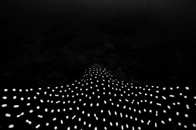 Underwater Photo Shoot - What’s Included and What to Expect