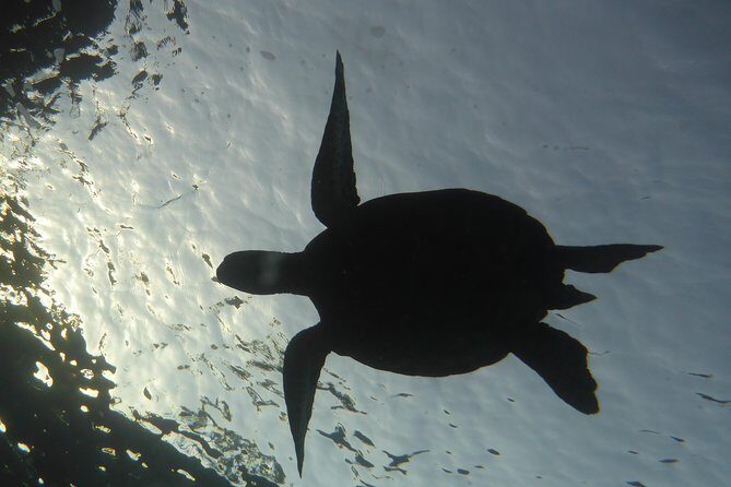 Underwater Scooter Dive (Certified Divers Only) Makena Wailea - An Unconventional Way to Discover Maui’s Marine Life