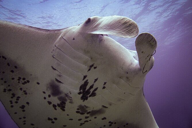 Underwater Scooter Dive (Certified Divers Only) Makena Wailea - Value for Money: Comparing Cost to Experience