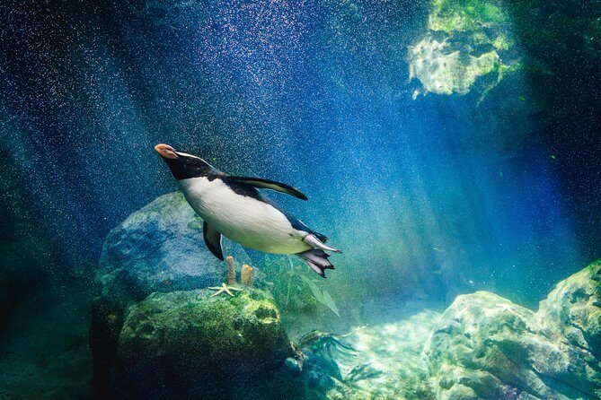 Underwater World Pattaya (Ticket Only) - Underwater World Pattaya (Ticket Only) – An In-Depth Review