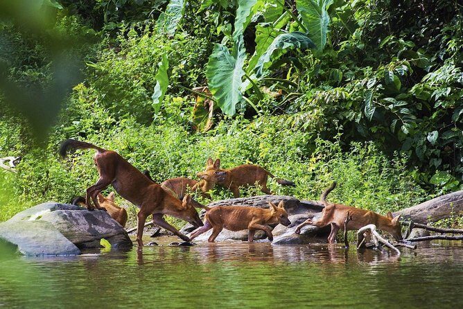 UNESCO World Heritage Site : Khao Yai National Park Tour - Who Will Love This Tour?