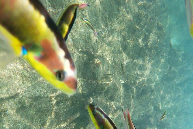 unforgettable snorkeling activity in The Sea of Cortes - Authentic Marine Encounters and Relaxed Atmosphere