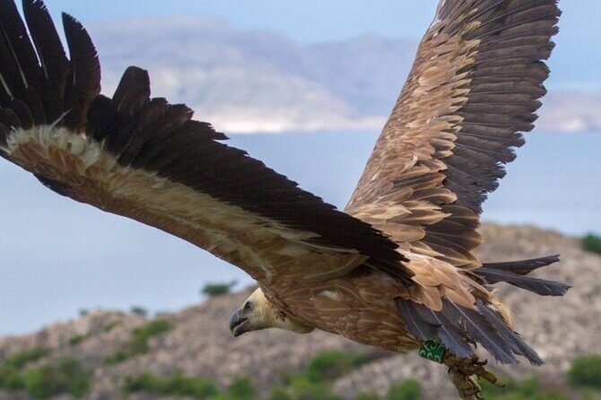 Uninhabited Island Discover Plavnik with a Pirate Ship - Discovering Krk’s Wild Bays