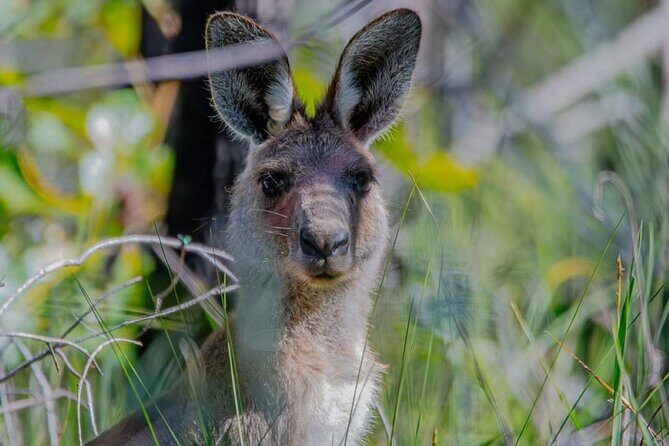 Unique and Personal BushTracks Eco Tour in Agnes Water 1770 - The Sum Up: Who Will Love This Tour?