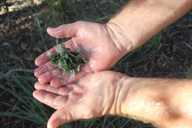 Unique and Personal BushTracks Eco Tour in Agnes Water 1770 - FAQs