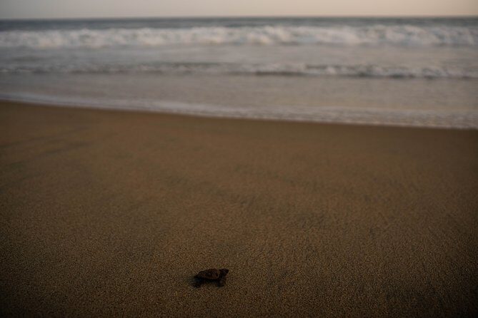 Unique Turtle Sanctuary & Sunset Experience - The Sum Up