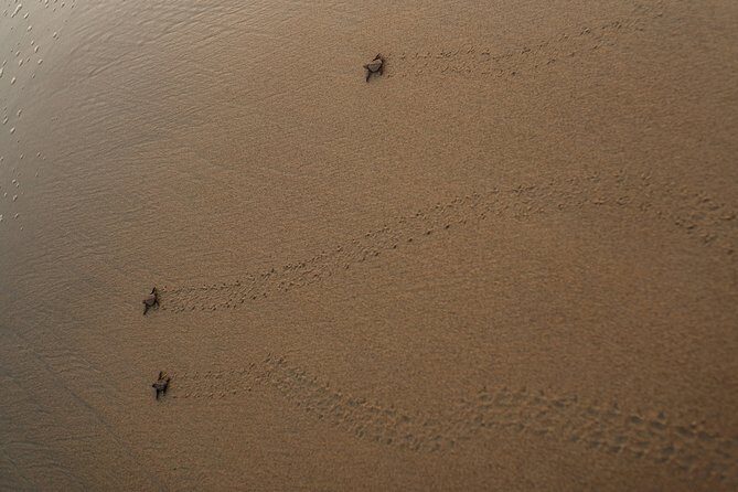 Unique Turtle Sanctuary & Sunset Experience - FAQ