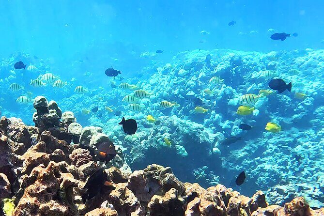 Unlimited Guided Snorkeling Tour for Beginners Plus - What’s Included and Why It Matters