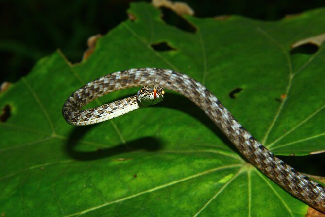 Untamed Serapi Backwood Connection - Support for Conservation and Responsible Tourism