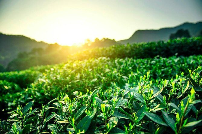 Unveil the Charm of Hangzhou - Half-Day Sightseeing Tour - Final Thoughts: Is This Tour Worth It?