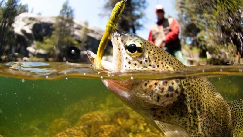 Upper Colorado River Guided Fly Fishing Trip - Who Would Love This?