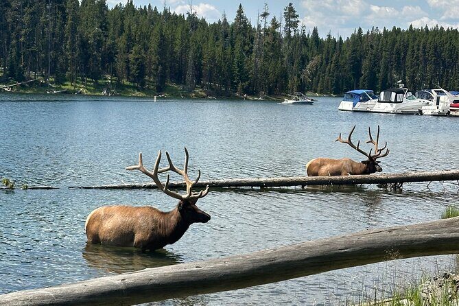 Upper Loop: Lamar Safari from Bozeman | PRIVATE, Burrito + Lunch - Introduction