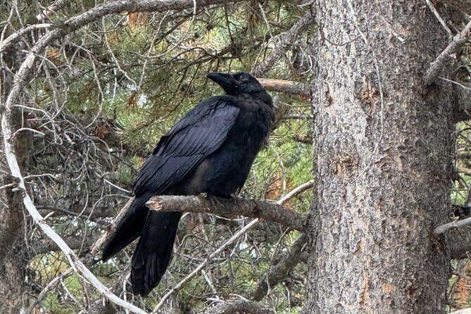 Upper Loop: Lamar Safari from Bozeman | PRIVATE, Burrito + Lunch - Key Points