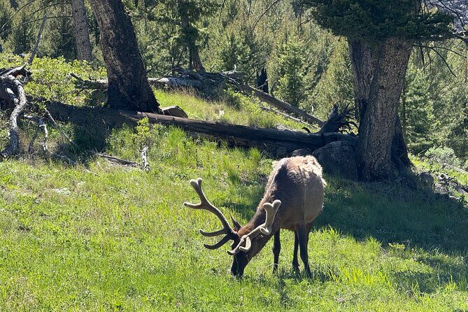 Upper Loop: Lamar Safari from Bozeman | PRIVATE, Burrito + Lunch - The Value of the Experience