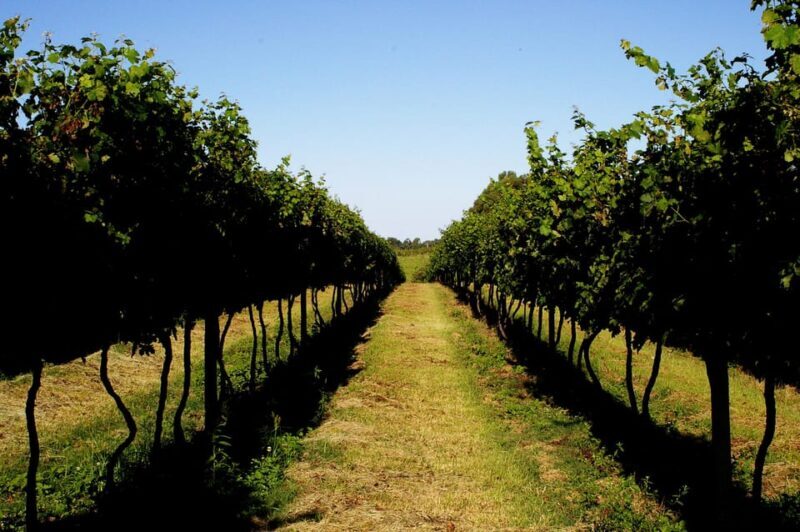 Upscale Wines and Luxury Napa Valley 6 Hour Experince - FAQ