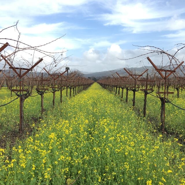 USA/California/Napa: Private Wine Tour for up to 6 guests - Key Points