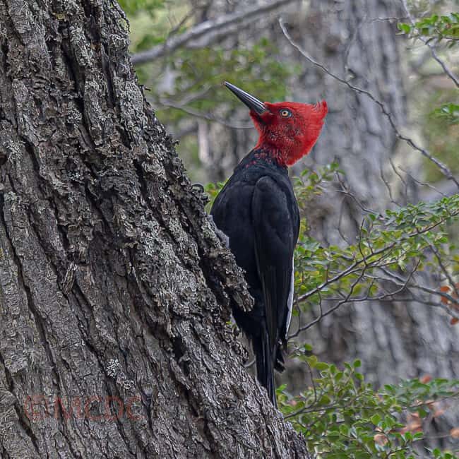 Ushuaia: Birding Tour in Tierra del Fuego National Park - An In-Depth Look at this Birding Adventure
