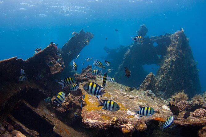 USS Liberty Shipwreck Scuba Diving at Tulamben Bali - What You Can Expect from This Tour