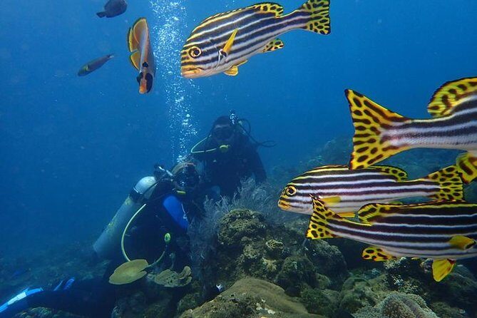 USS Liberty Shipwreck Scuba Diving at Tulamben Bali - FAQ