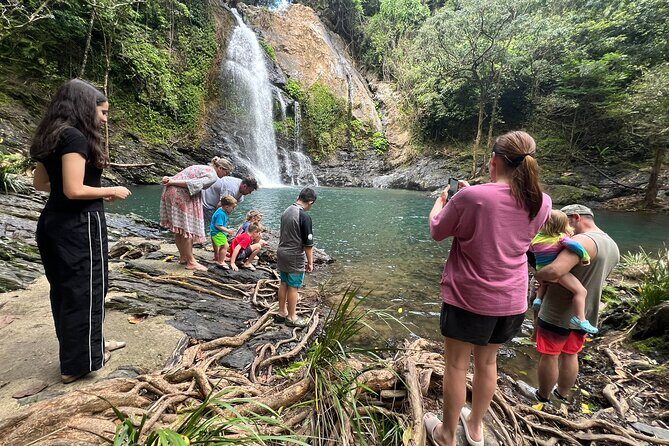 UTV 4wd Cassowary Falls and Daintree Rainforest Adventure tour - Authentic Experiences and Real Feedback
