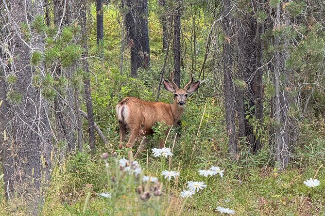 UTV Wilderness Experience in The Uinta Mountains - Key Points