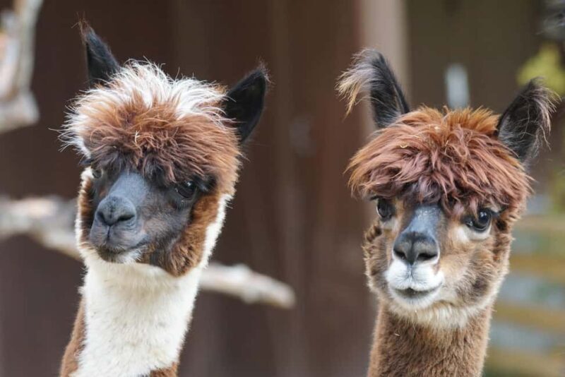 Vaihingen an der Enz: Guided alpaca hiking tour in idyllic countryside - What Makes This Tour Stand Out?