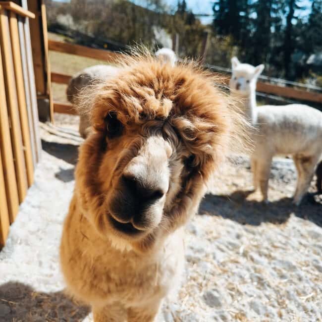 Vaihingen an der Enz: Guided alpaca hiking tour in idyllic countryside - Itinerary Breakdown: What to Expect