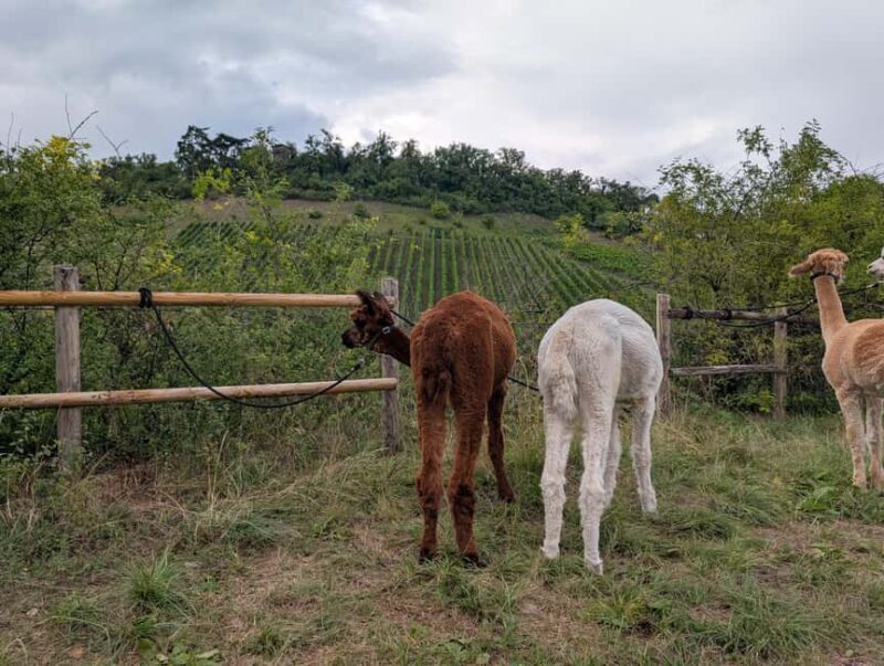 Vaihingen an der Enz: Guided alpaca hiking tour in idyllic countryside - Scenic Views and Relaxation