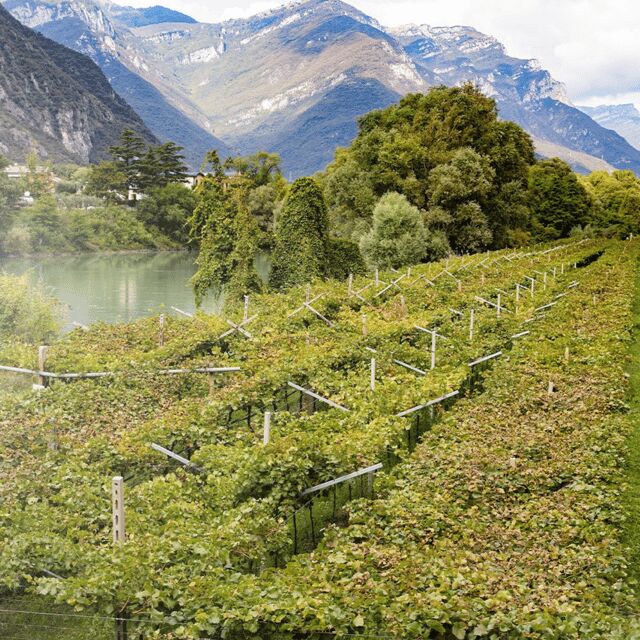 Valdadige: Roeno Guided Tour and Wine tasting - Introduction