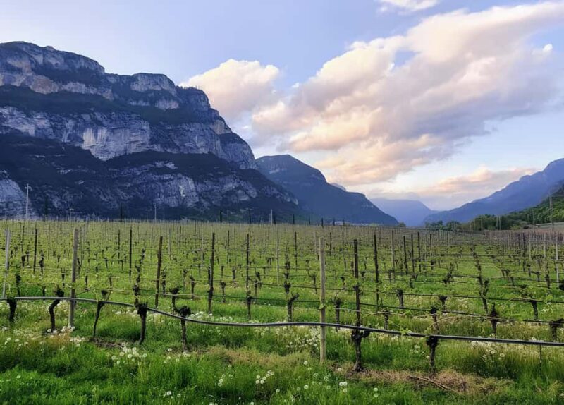 Valdadige: Winery Tour with 4 Wine Tastings - Authenticity & Learning