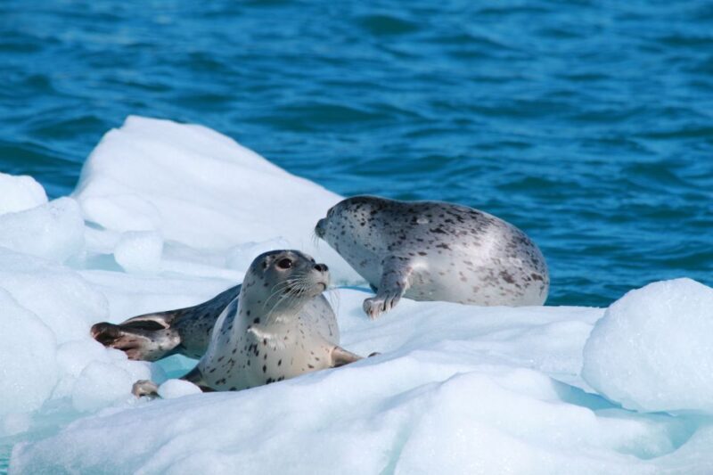 Valdez: 6-Hour Columbia Glacier Cruise - Price & Value