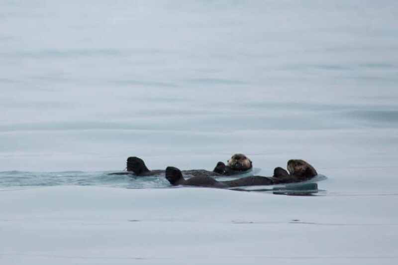 Valdez: Columbia Glacier Sea Kayak Day Tour - Who Will Love This Tour?