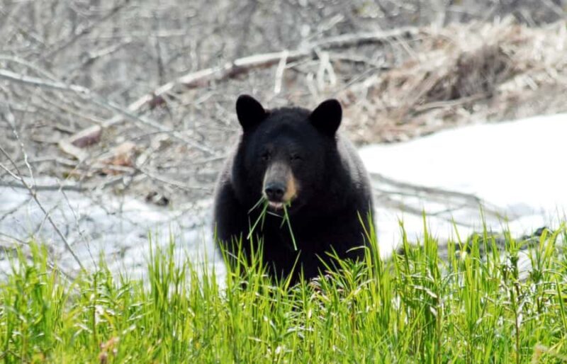 Valdez: Duck Flats Sea Kayak Tour - Discovering Valdezs Duck Flats Sea Kayak Tour: An Authentic Alaska Experience
