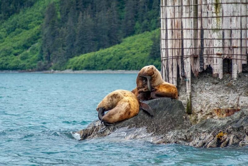 Valdez: Duck Flats Sea Kayak Tour - An In-Depth Look at the Valdez Duck Flats Sea Kayak Tour