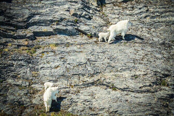 Valdez Glacier View Tour - What to Expect from the Valdez Glacier View Tour