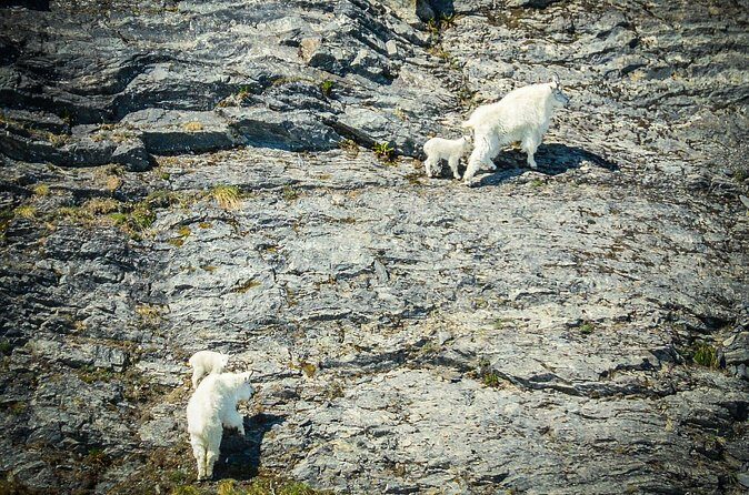 Valdez Glacier View Tour - Frequently Asked Questions