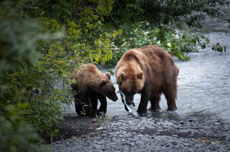 Valdez: Shoup Glacier Kayak Tour with Motor Boat Ride - The Experience in Context: Value and Authenticity