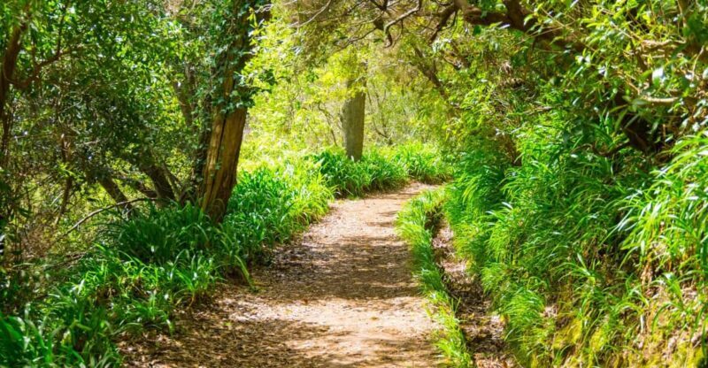 Vale Paraíso Rochão Madeira Island Walk - Authentic Experiences and Visitor Insights