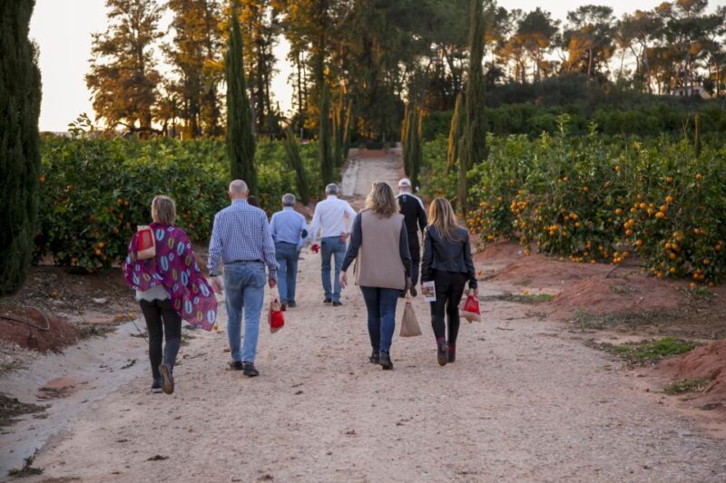 Valencia: Orange Farm and Orchard Trip with Tastings - The Experience in Detail