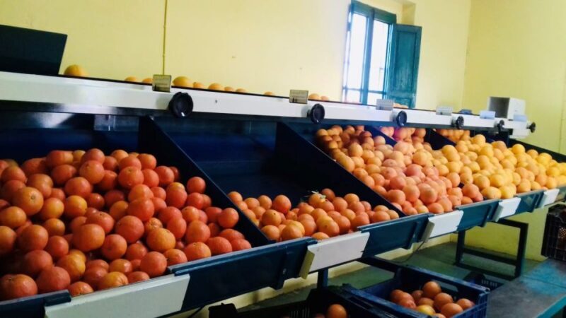 Valencia: Orange Farm and Orchard Trip with Tastings - Final Thoughts