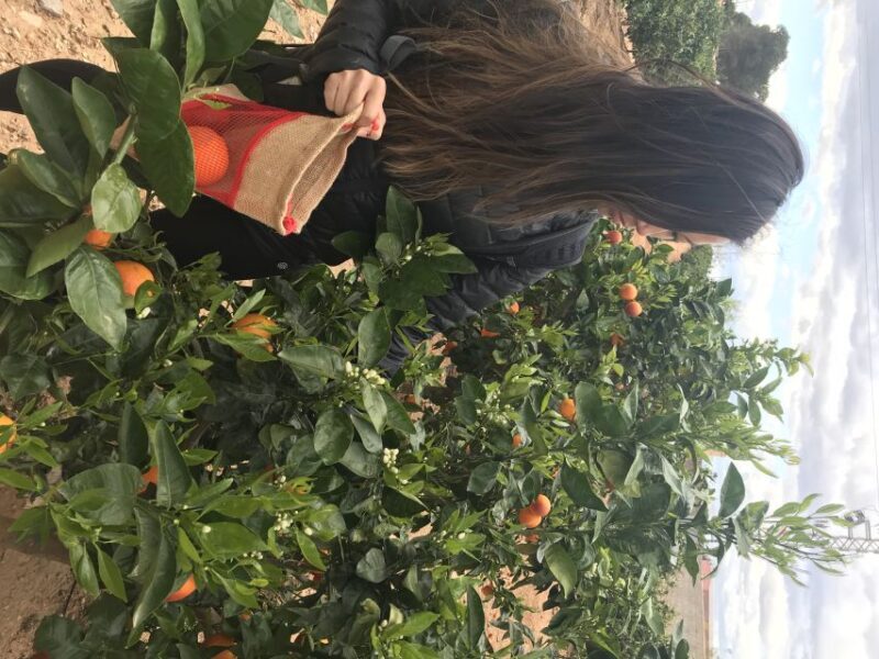 Valencia: Orange Farm and Orchard Trip with Tastings - FAQ