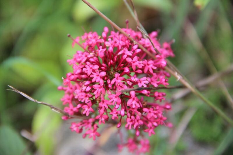 Valencia: Turia & Cabecera Park Private Segway Tour - The Sum Up