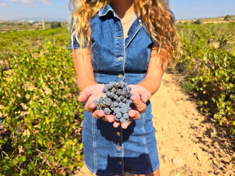 Valencia: Utiel-Requena Cave & Winery Day Trip with Tasting - A Deep Dive into the Utiel-Requena Experience
