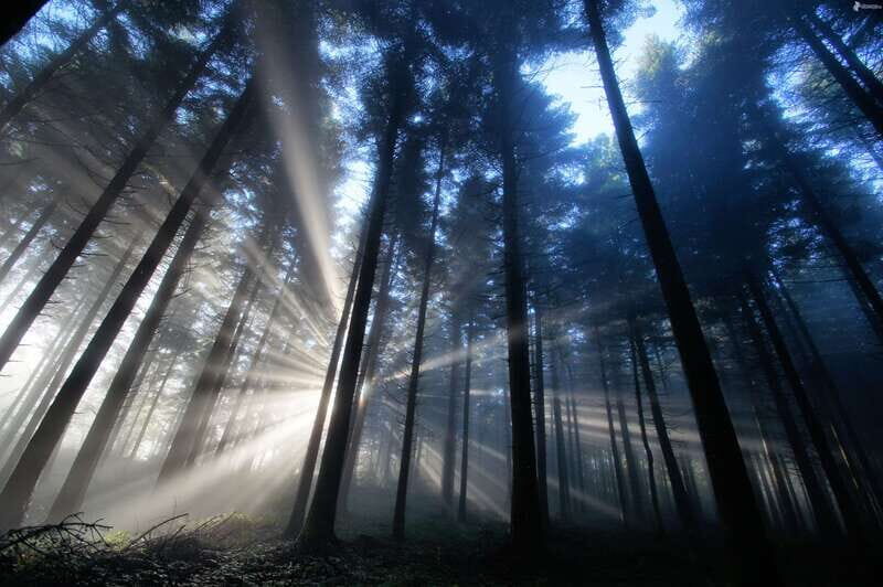 Valle de Bravo: Magical night at the forest - Key Points