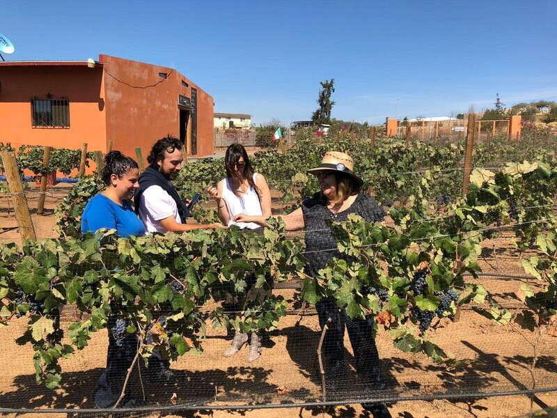 Valle de Guadalupe Wine Tasting Tour - Frequently Asked Questions