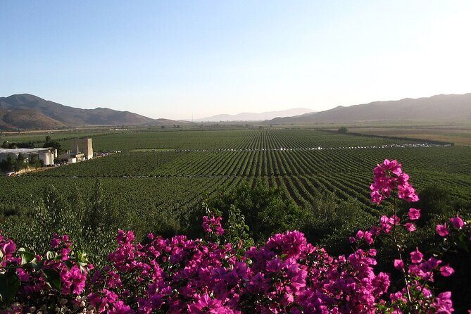 Valle de Guadalupe Winery and Vineyard Tour from San Diego - Key Points