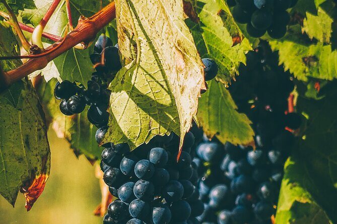 Valle de Guadalupe Winery and Vineyard Tour from San Diego - Exploring the Valle de Guadalupe: Wineries and Tastings