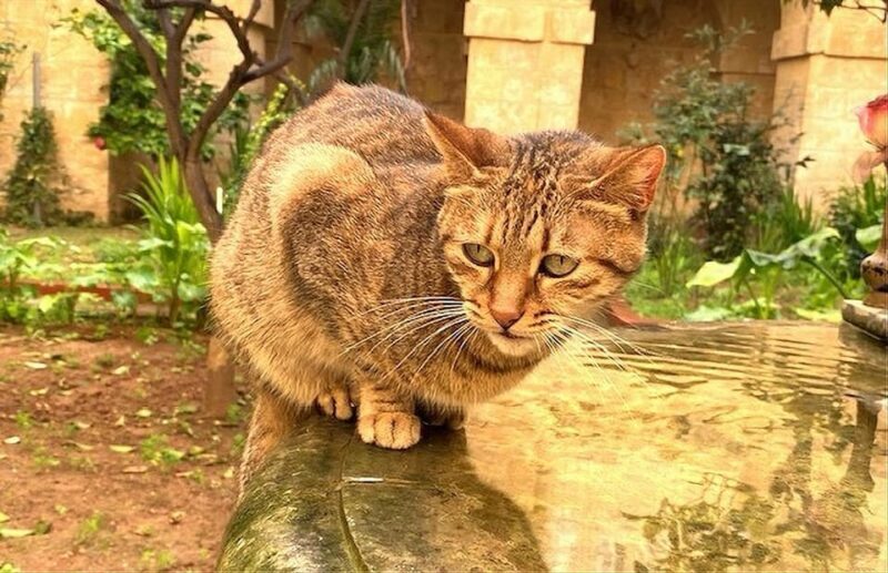 Valletta: Monastery and Secret Garden Entry Ticket - The Sum Up