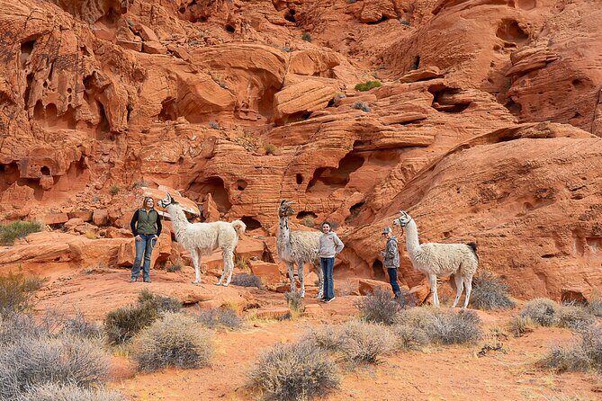 Valley of Fire Llama Hikes - Valley of Fire Llama Hikes: An Unusual Adventure in Nevadas Natural Wonder